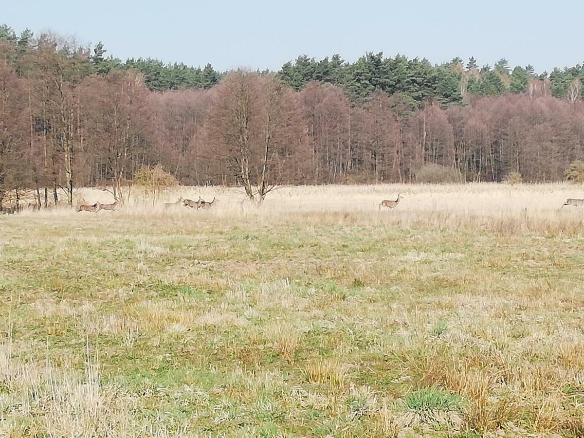 Agrojelonki Agroturystyka Gietrzwałd 外观 照片